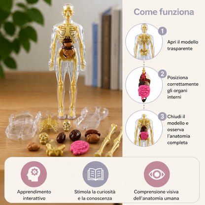 Kit STEM per l’apprendimento dell’anatomia umana con modello degli organi da assemblare